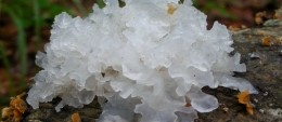 Champignons des neiges